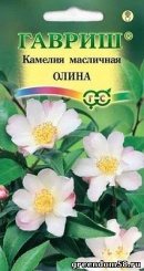  Камелия масличная Олина 