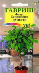  Фикус Бенджамина Дунетти 0,01г 