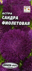  Астра Сандра фиолетовая 