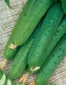  Огурец Макар ранний кустовой